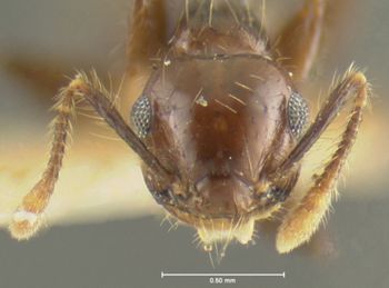 Media type: image; Entomology 22469   Aspect: head frontal view